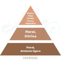 PIRAMIDE OLFATIVA ENERGISE Cerería Mollá 1899